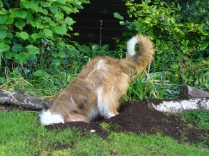 squiggle 'gardening'